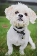 Shih Apso Dogs for adoption in Sandy, UT, USA