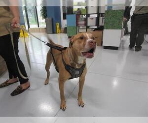American Pit Bull Terrier-Unknown Mix Dogs for adoption in Temple, TX, USA