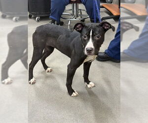 Mutt Dogs for adoption in Forestville, MD, USA