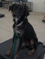 Saluki Dogs for adoption in Sanford, FL, USA