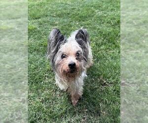 Papillon-Skye Terrier Mix Dogs for adoption in Plano, TX, USA