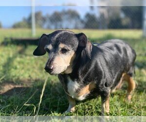 Dachshund Dogs for adoption in McKinleyville, CA, USA