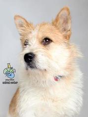 Mutt Dogs for adoption in Knoxville, TN, USA