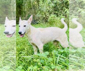 Unknown-white german shepherd Mix Dogs for adoption in Bristol, CT, USA