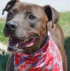 American Pit Bull Terrier-Unknown Mix Dogs for adoption in Tiger, GA, USA