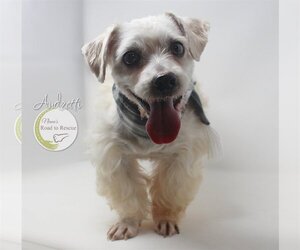 Havanese Dogs for adoption in Benton, LA, USA