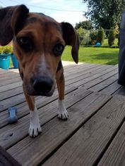 Beagle-Unknown Mix Dogs for adoption in Laingsburg, MI, USA
