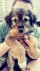 Medium Photo #1 Mutt Puppy For Sale in Tampa, FL, USA