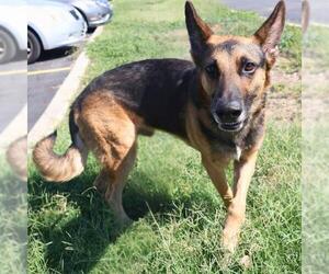 German Shepherd Dog Dogs for adoption in San Antonio, TX, USA