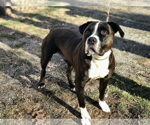 American Pit Bull Terrier Dogs for adoption in Jackson , NJ, USA