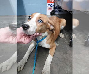 Mutt Dogs for adoption in Evansville, IN, USA