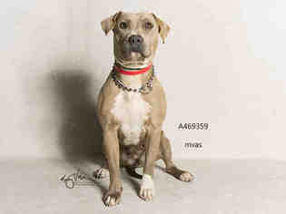 Bullboxer Pit Dogs for adoption in Moreno Valley, CA, USA