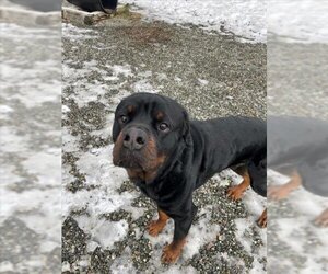 Rottweiler Dogs for adoption in Palmer, AK, USA