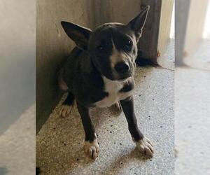 Borador Dogs for adoption in Lodi, CA, USA