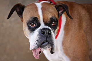 Medium Photo #1 Boxer Puppy For Sale in Phoenix, AZ, USA