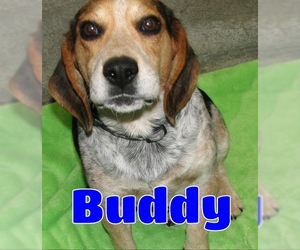 Beagle Dogs for adoption in Lawrenceburg, KY, USA