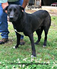 Labrador Retriever-Unknown Mix Dogs for adoption in Denison, TX, USA