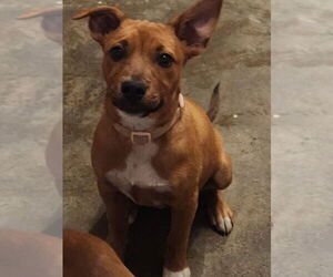 Mutt Dogs for adoption in Candler, NC, USA