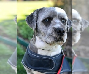 Medium Photo #1 Australian Shepherd-Bearded Collie Mix Puppy For Sale in Plainfield, IL, USA