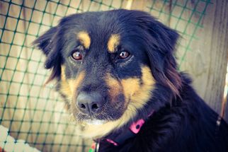 Rottweiler Dogs for adoption in Littleton, CO, USA