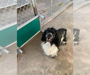 Cocker Spaniel Dogs for adoption in St Helens, OR, USA