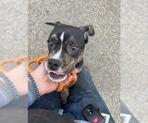 Boston Terrier-Unknown Mix Dogs for adoption in Louisville, KY, USA