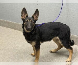 German Shepherd Dog-Unknown Mix Dogs for adoption in Las Vegas, NV, USA