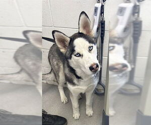 Siberian Husky Dogs for adoption in San Bernardino, CA, USA