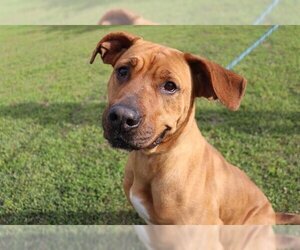 Mutt Dogs for adoption in Ocala, FL, USA