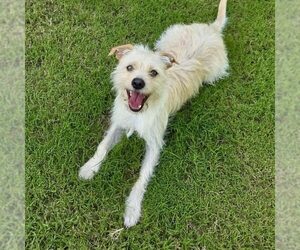 Mutt Dogs for adoption in Spring Lake, NC, USA