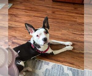 American Pit Bull Terrier Dogs for adoption in Santa Maria, CA, USA
