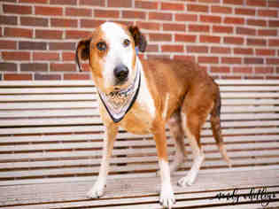 Medium Photo #1 English Foxhound-Unknown Mix Puppy For Sale in Murfreesboro, TN, USA