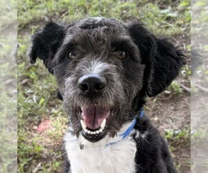 Mutt Dogs for adoption in Jefferson, WI, USA