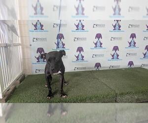 American Pit Bull Terrier Dogs for adoption in Orlando, FL, USA