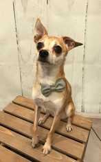 Chihuahua Dogs for adoption in CORNING, NY, USA