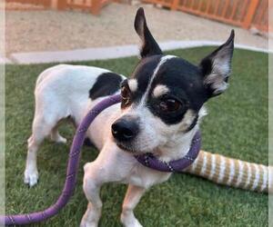 Chihuahua-Unknown Mix Dogs for adoption in Las Vegas, NV, USA
