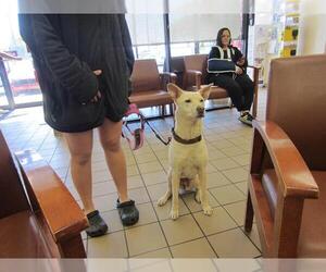 Labrador Retriever Dogs for adoption in Ocala, FL, USA