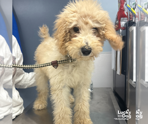 Poodle (Standard)-Unknown Mix Dogs for adoption in Washington, DC, USA