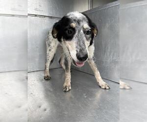 Australian Shepherd-Unknown Mix Dogs for adoption in Waco, TX, USA