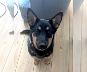 Australian Kelpie-Unknown Mix Dogs for adoption in Bellevue, WA, USA