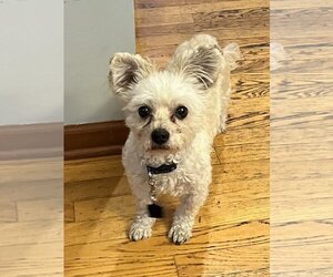Bichon Frise-Unknown Mix Dogs for adoption in Wheaton, IL, USA