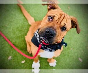 Chinese Shar-Pei-Unknown Mix Dogs for adoption in Orlando, FL, USA