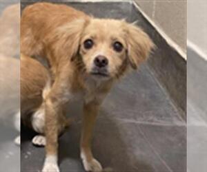 Mutt Dogs for adoption in Upland, CA, USA