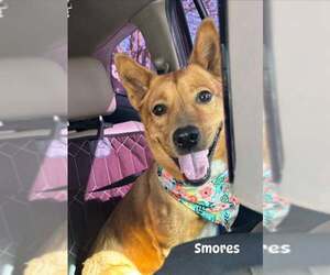 Mutt Dogs for adoption in Dallas, TX, USA