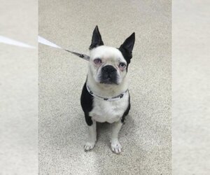 Boston Terrier Dogs for adoption in Riverside, CA, USA