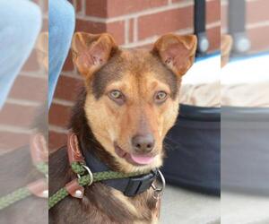 German Shepherd Dog-Miniature Pinscher Mix Dogs for adoption in Montgomery, TX, USA
