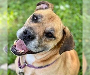 Boxer Dogs for adoption in Freeport, FL, USA