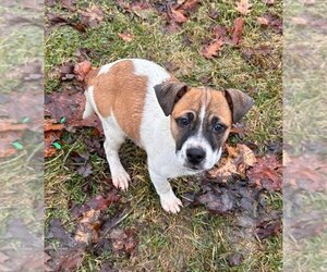 Small Feist Terrier-Jack Russell Terrier Mix