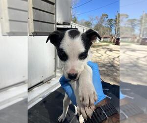 Treeing Walker Coonhound-Unknown Mix Dogs for adoption in Conroe, TX, USA