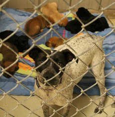Pointer-Unknown Mix Dogs for adoption in Houston, MO, USA
